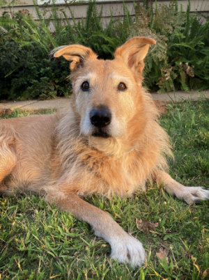 dog focused on hand signals for dogs
