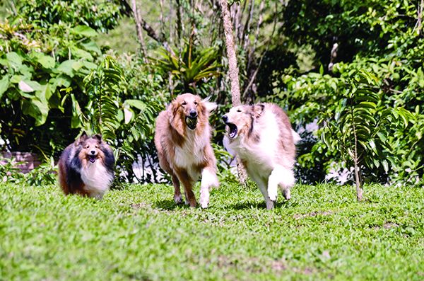 dreamstime_l_209336469 dog barking