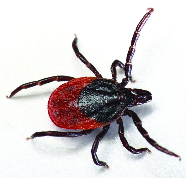 tick-borne diseases in dogs