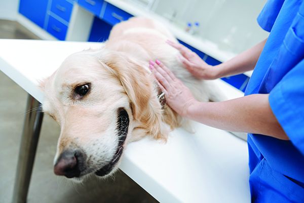 lymphatic massage for dogs