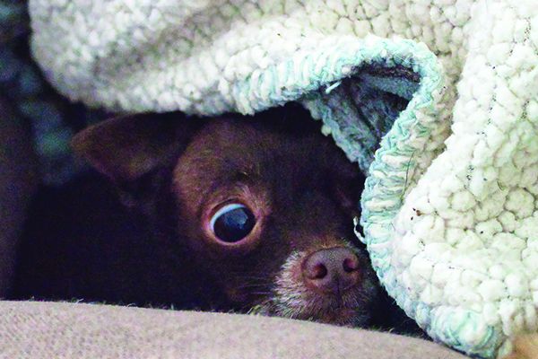 anxiety in dogs