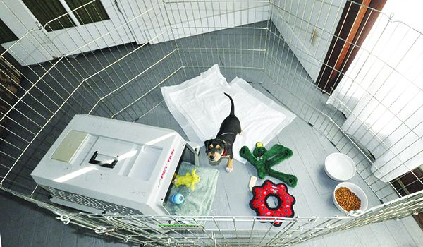 exercise pen for dogs