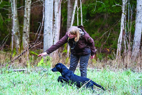 force free gundog training