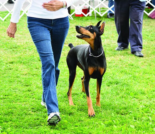 doberman Copper-Associated Hepatopathy