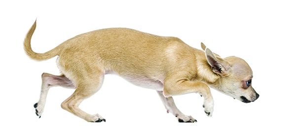 what can I give my dog for anxiety?