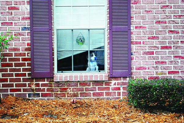 separation anxiety in dogs - dog in window
