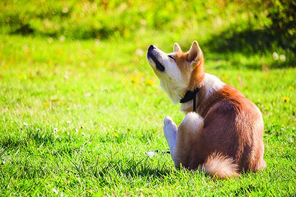 flea control for dogs