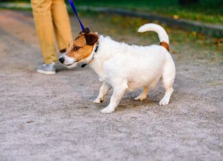 Stop your dog from pulling on a leash with positive reinforcement and communication.