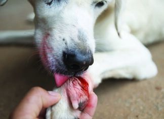 DIY Dog First-Aid Kit build a diy dog first aid kit