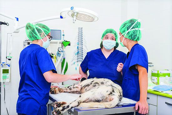 bloat in dogs - serious medical issue