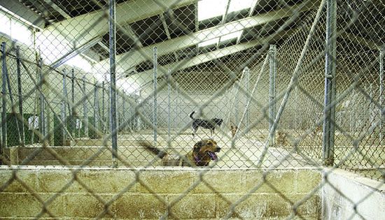 dog boarding kennel