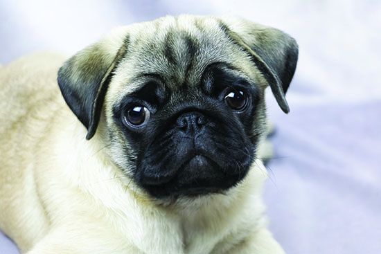 flat face pug brachycephalic dog