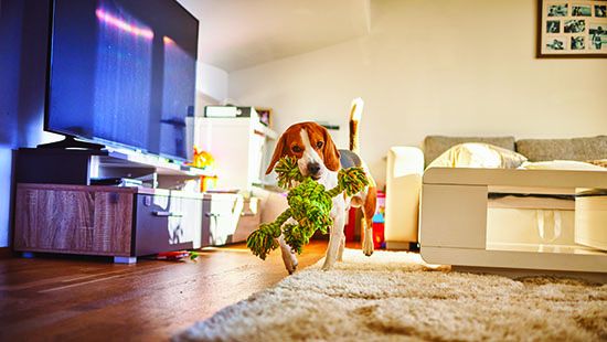 clean and safe house for dogs