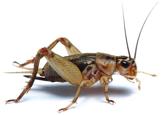 close up of cricket for cricket dog food