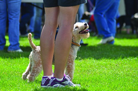 how to talk to your dog