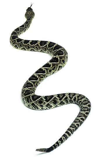 rattlesnake vaccine for dogs