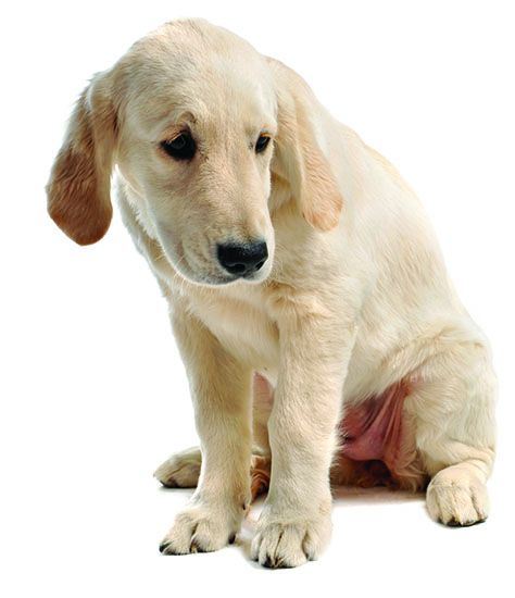 nauseas dog signs