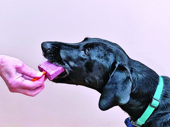 popsicles for dogs