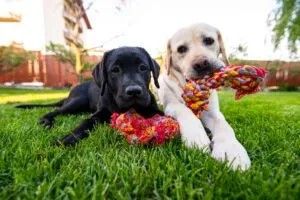 Puppies need playtime in order to become well socialized.