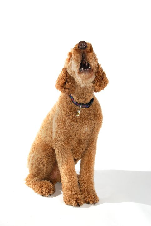 How to teach your dog to speak is a simple matter of teaching them to associate barking with a cue.
