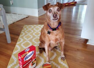 What Can I Give My Dog for Diarrhea?