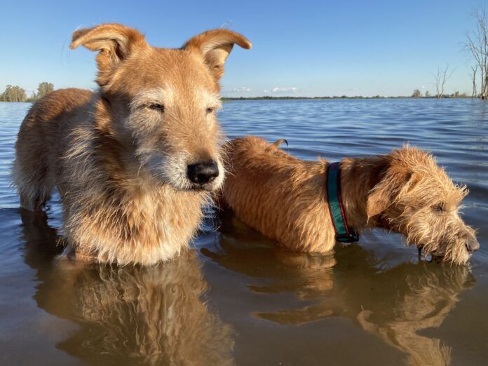 dogs-in-water two dogs in water