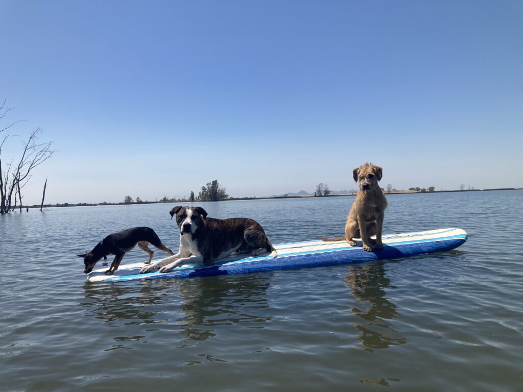 dogs on paddleboard