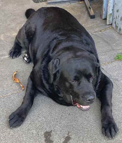 overweight-dog-laying-down Helping your dog lose weight is important for them to be able to live happily and healthily.