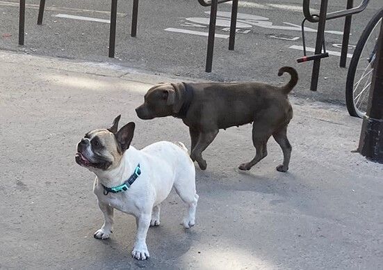 two dogs in paris