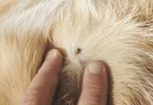 What do ticks look like on dogs, depends on the type of tick and how long it has had to eat.