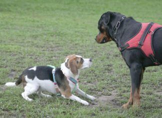 Submissive Urination and Excitement Urination