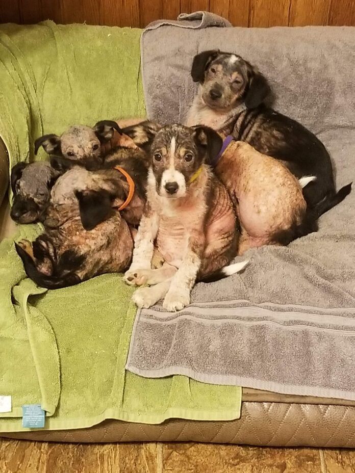 mangepuppies