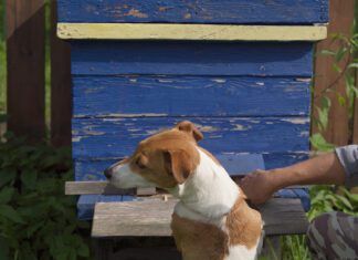 Benadryl for Dogs: Use, Dosage, and When to Seek Veterinary Help Dog near a beehive
