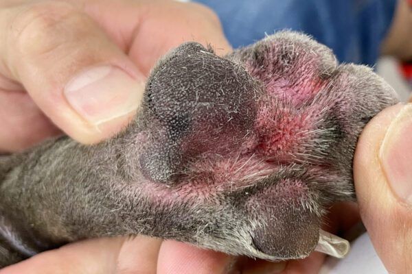 Pruritic Pododermatitis in Dogs: Seriously Itchy Paws - Whole Dog Journal