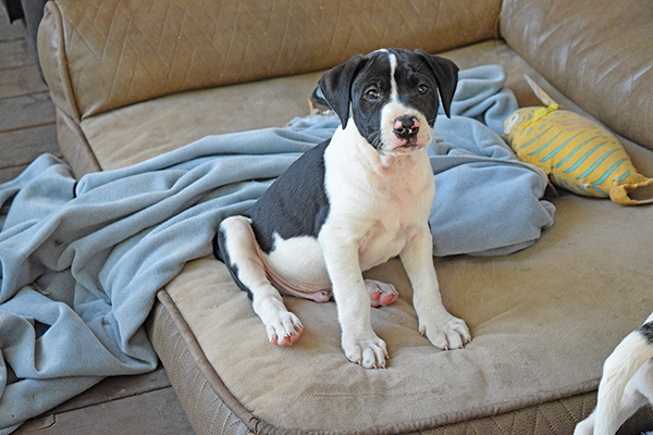 Training Tips for Timid Dogs