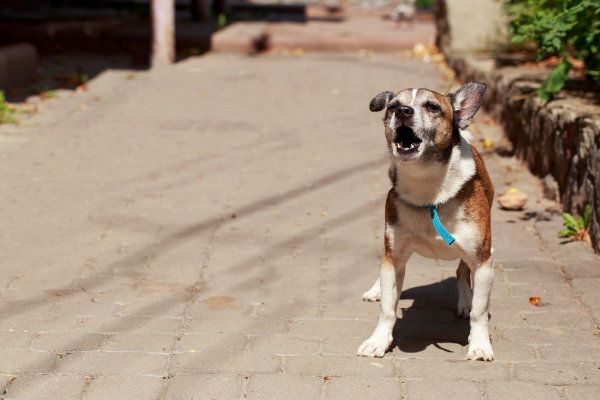 Stop Barking