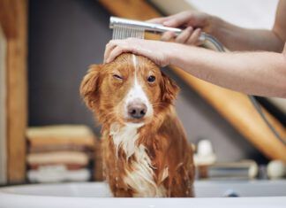 Dog Taking Bath At Domestic Bathroom. Showering Of Nova Scotia Duck Tolling Retriever At Home