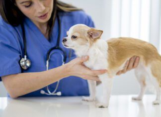 Nurse Examining a Puppy