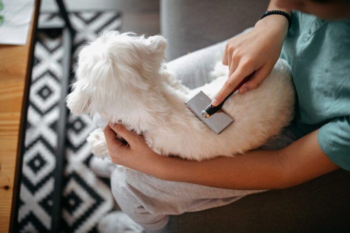 Teenage boy grooming his dog in living room dog being brushed