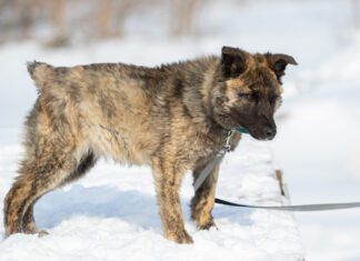 Caring for a Dog with Happy Tail Syndrome A brindle puppy walks outdoors in winter in the snow. The dog is not large in size with an unusual color. Has no breed. Walked on a leash. Docked tail.