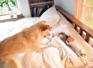 Predictavbility is the best way to calm an anxious dog.