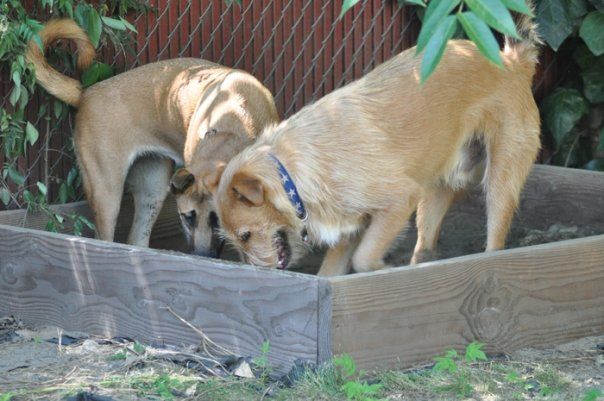 dogs_digging_box dogs digging