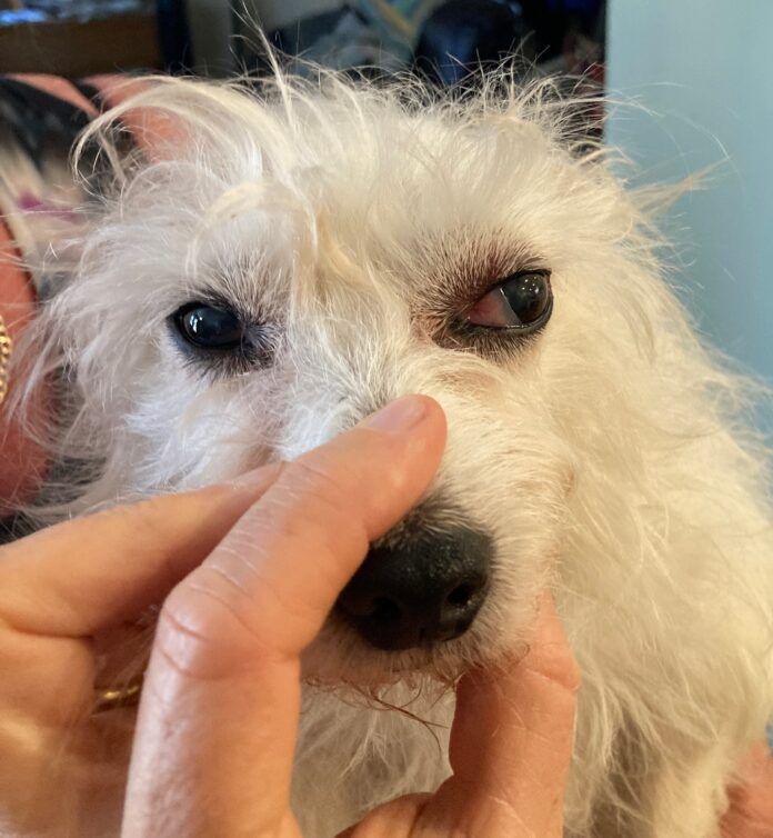 Dog_bulging_eye