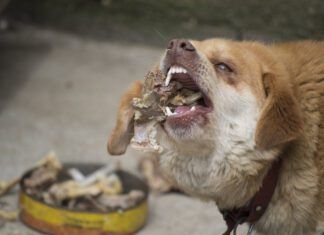 What to Do When a Dog Eats Chicken Bones dog eating chicken bones