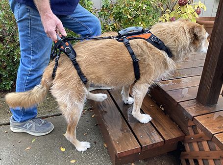 dog supported by help em up harness