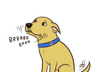 dog chattering graphic