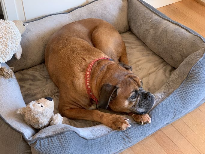 A boxer dog in its bed A boxer dog in its bed