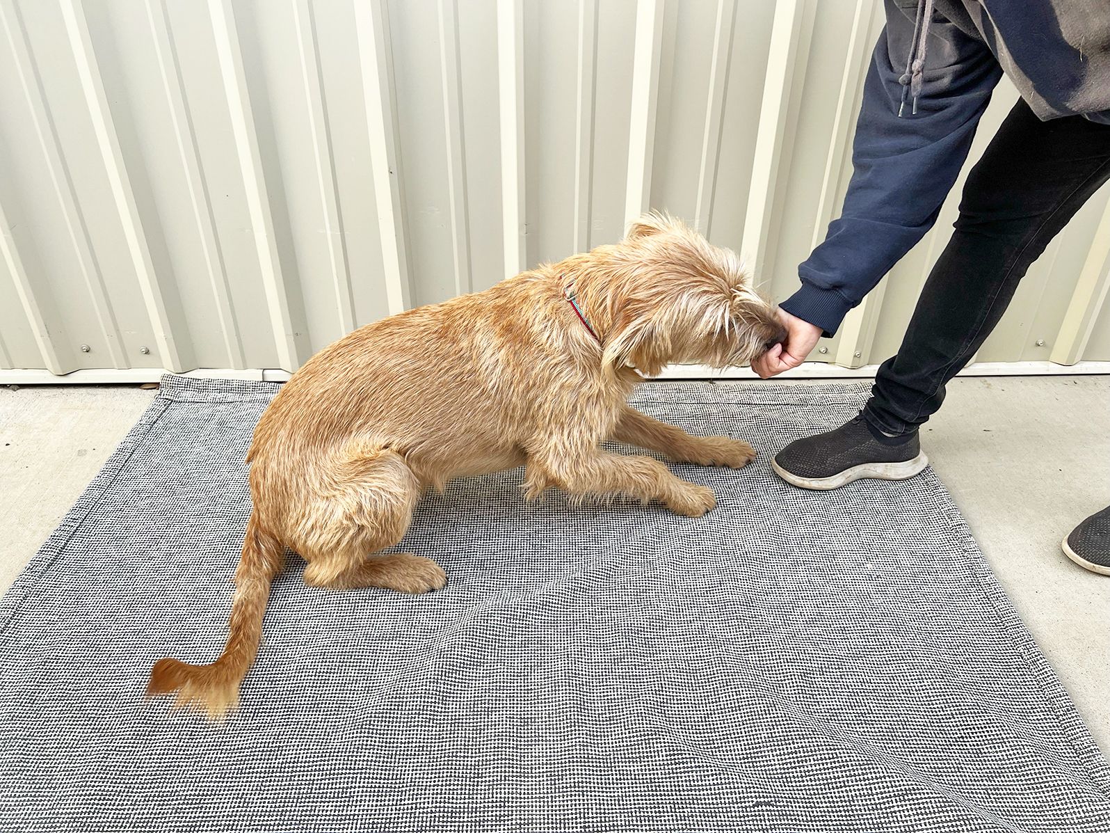 Dogcue How to Teach Your Dog to Lie Down on Cue - Whole Dog Journal