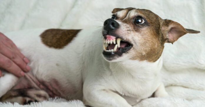 adorable lying small pregnant dog protects stomach from young woman hand growling adorable lying small pregnant dog protects stomach from young woman hand growling