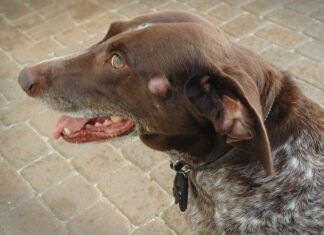Sudden Lumps Under Dogs’ Skin: What They Mean and When to Worry Sudden lump under dogs skin on the dogs face.